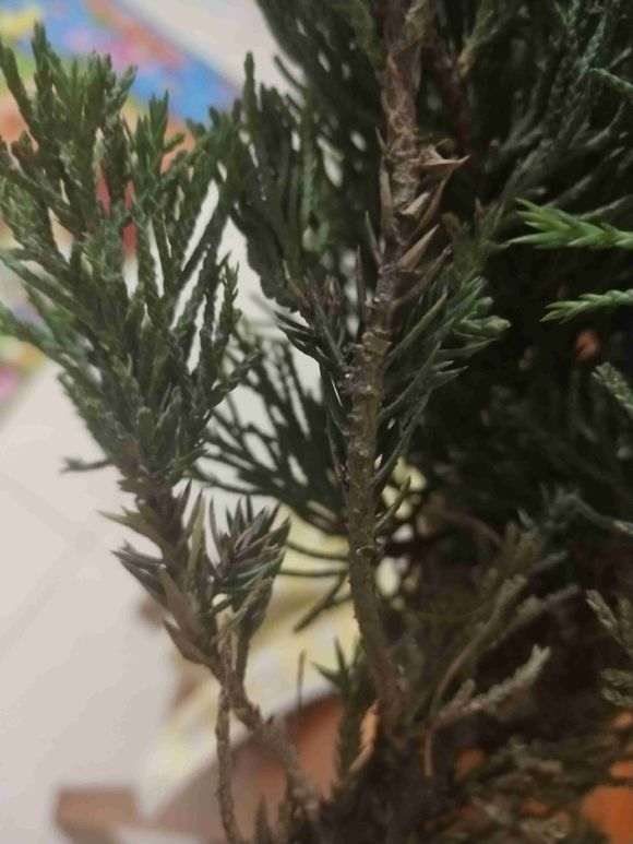 为什么济州真柏下山桩下面刺手 图片