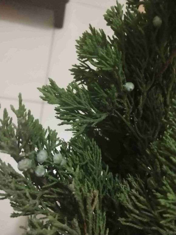 为什么济州真柏下山桩下面刺手 图片