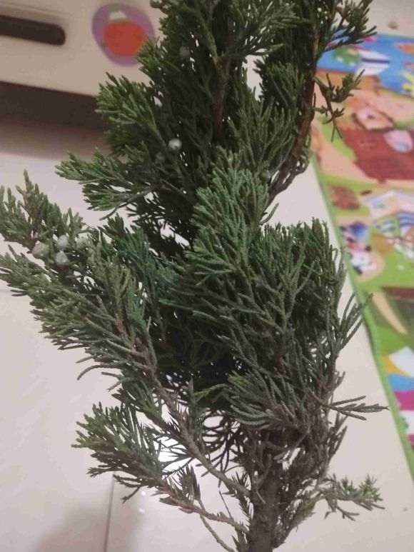 为什么济州真柏下山桩下面刺手 图片