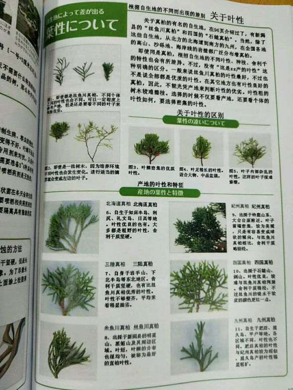 真柏下山桩怎么造型讲解的书籍 图片