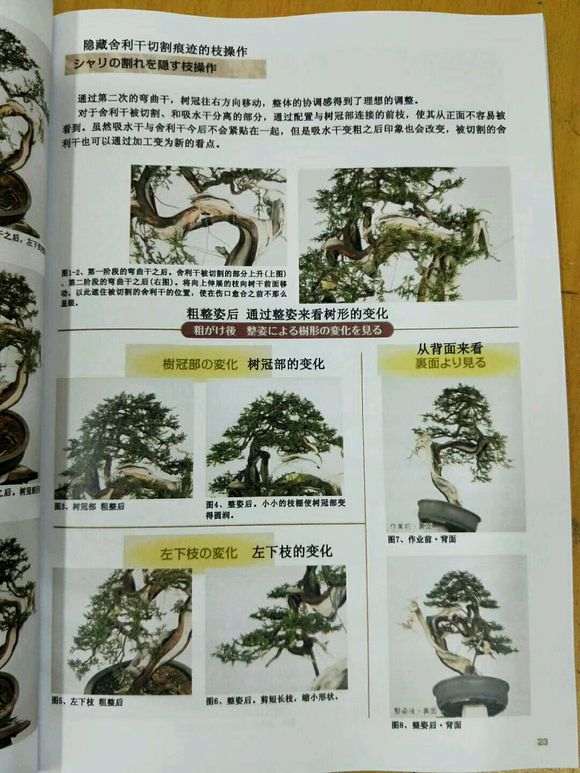 真柏下山桩怎么造型讲解的书籍 图片
