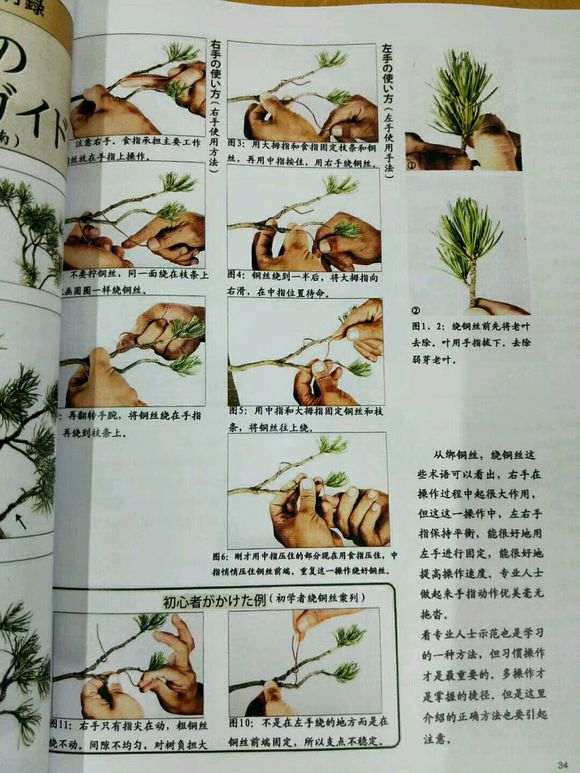 真柏下山桩怎么造型讲解的书籍 图片