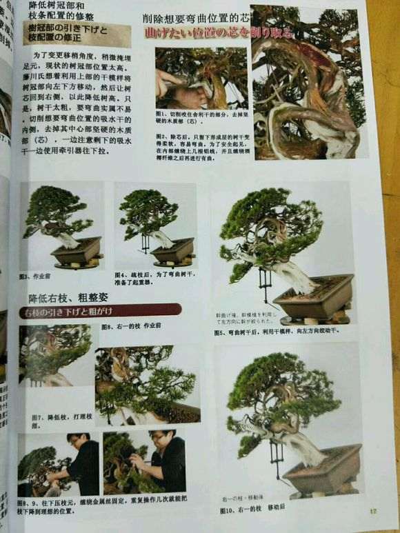 真柏下山桩怎么造型讲解的书籍 图片