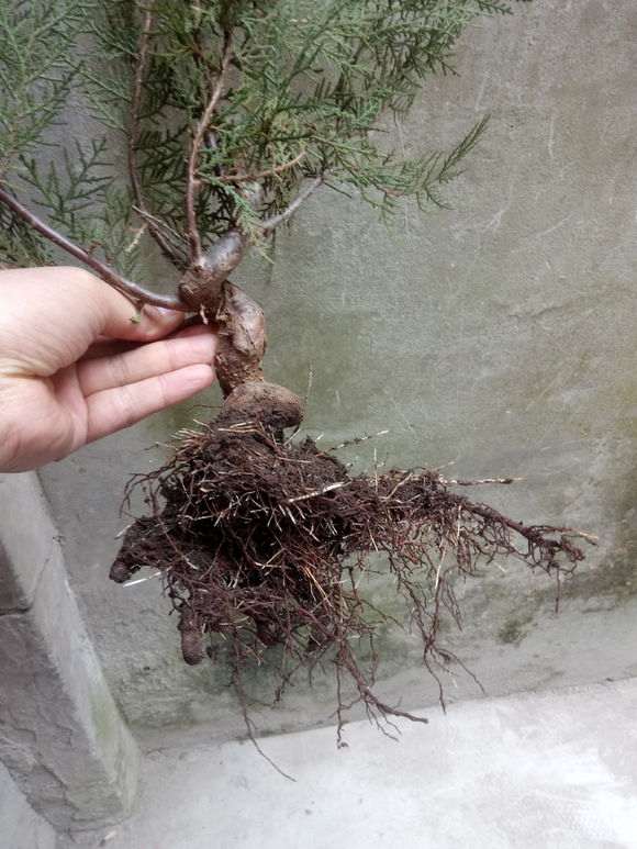 柏树下山桩的叶子这么稀