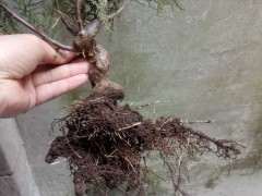 柏树下山桩的叶子这么稀 感觉好难看啊