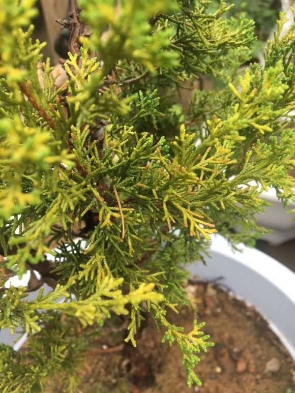 系鱼川真柏下山桩的叶尖干枯 怎么办