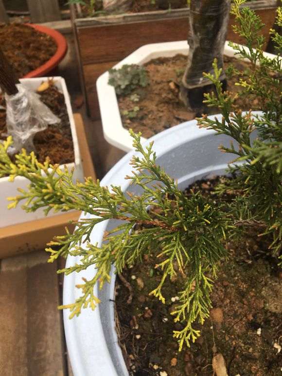 系鱼川真柏下山桩的叶尖干枯 怎么办