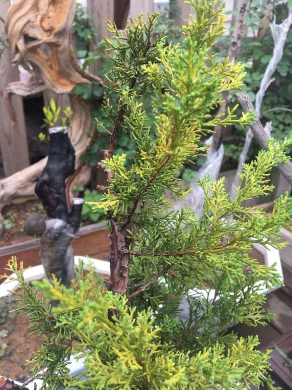 系鱼川真柏下山桩的叶尖干枯 怎么办