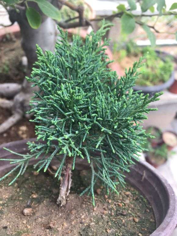 这是济州 还是系鱼川真柏下山桩 图片