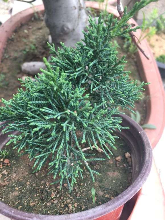 这是济州 还是系鱼川真柏下山桩 图片