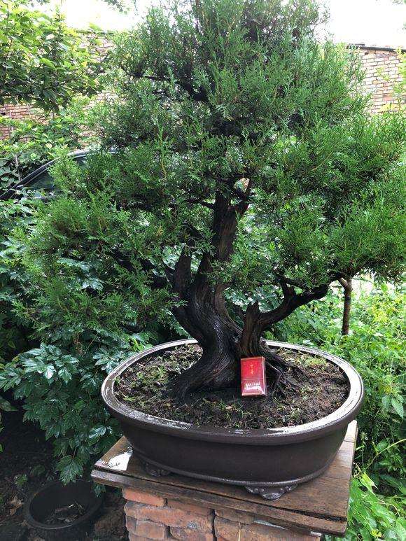 这盆侧柏下山桩应该怎么修剪造型呢