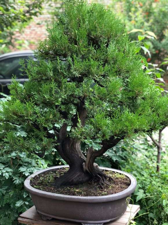 这盆侧柏下山桩应该怎么修剪造型呢