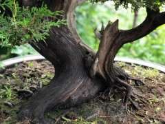 这盆侧柏下山桩应该怎么修剪造型呢