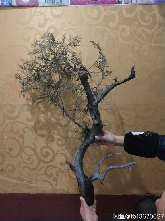 侧柏下山桩嫁接真柏