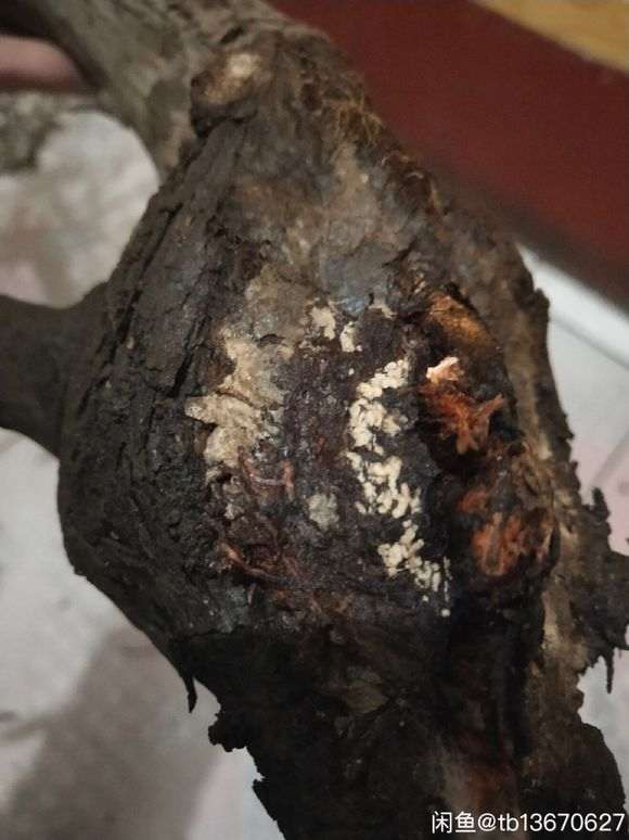 侧柏下山桩嫁接真柏