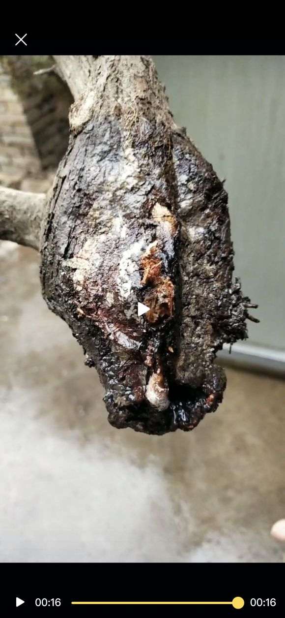 侧柏下山桩嫁接真柏