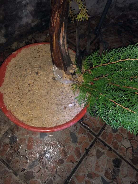 侧柏下山桩嫁接真柏