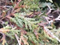 侧柏下山桩上白色的是什么 图片