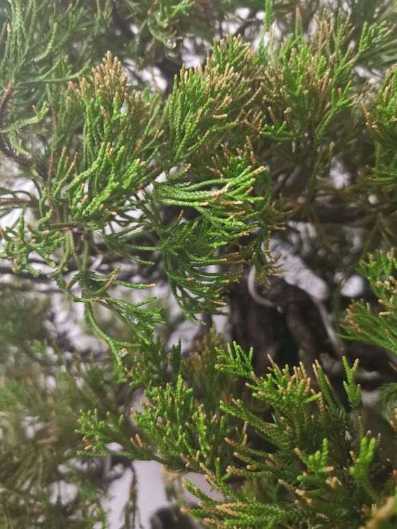 真柏下山桩没及时浇水 叶子都干了 图片