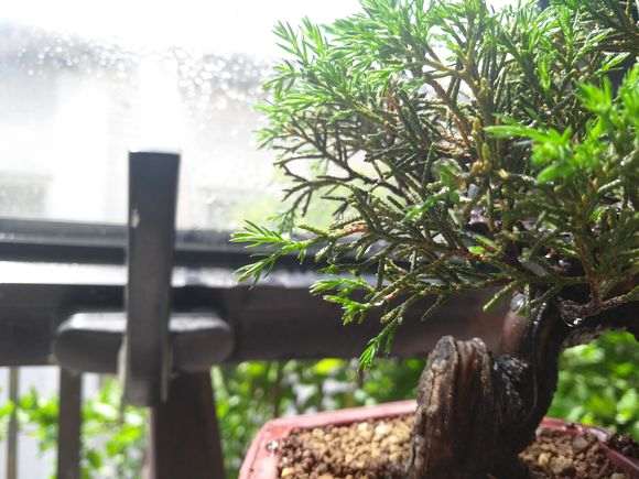 大神看看是什么品种的柏树下山桩 图片