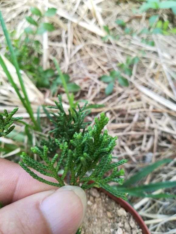 帮忙看看 黄金真柏下山桩是系鱼川吗