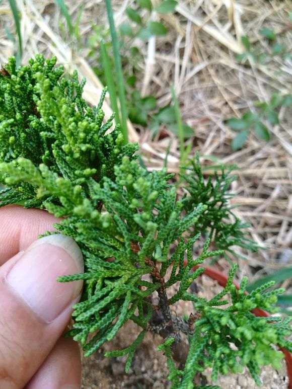 帮忙看看 黄金真柏下山桩是系鱼川吗