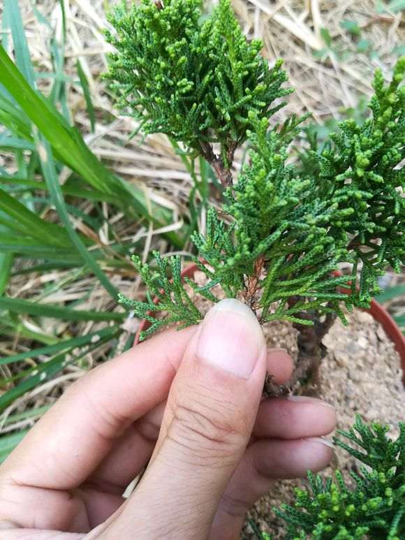 帮忙看看 黄金真柏下山桩是系鱼川吗