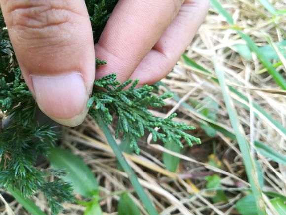 帮忙看看 黄金真柏下山桩是系鱼川吗