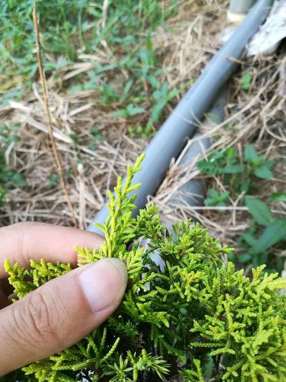 帮忙看看 黄金真柏下山桩是系鱼川吗