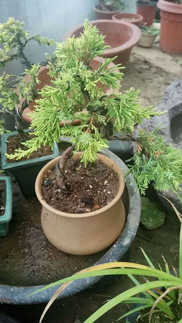 纯种黄金系鱼川2年苗 对比黄金柏下山桩