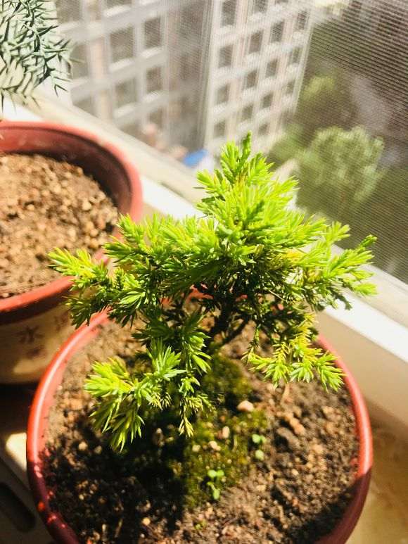 纯种黄金系鱼川2年苗 对比黄金柏下山桩