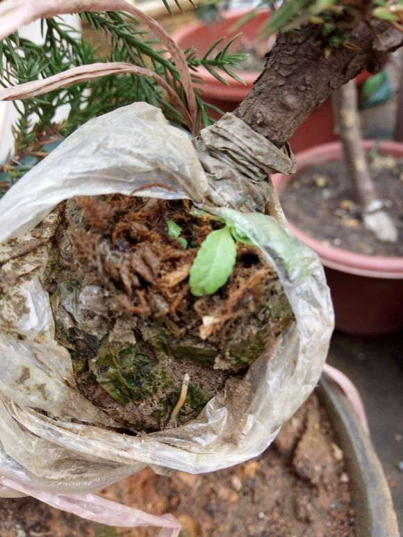 高压的台湾真柏下山桩