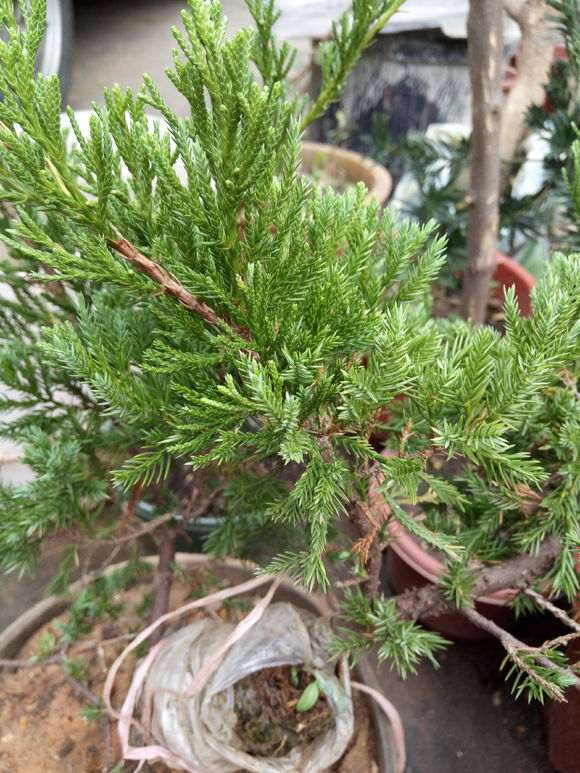 高压的台湾真柏下山桩