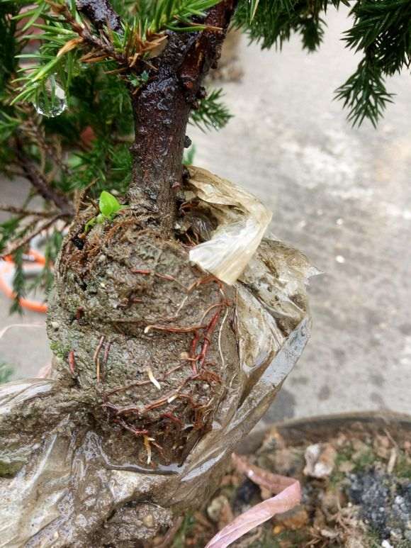 高压的台湾真柏下山桩