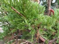 10月9日高压的台湾真柏下山桩 图片