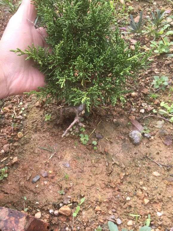 真柏下山桩素材 价格80元 贵吗 图片