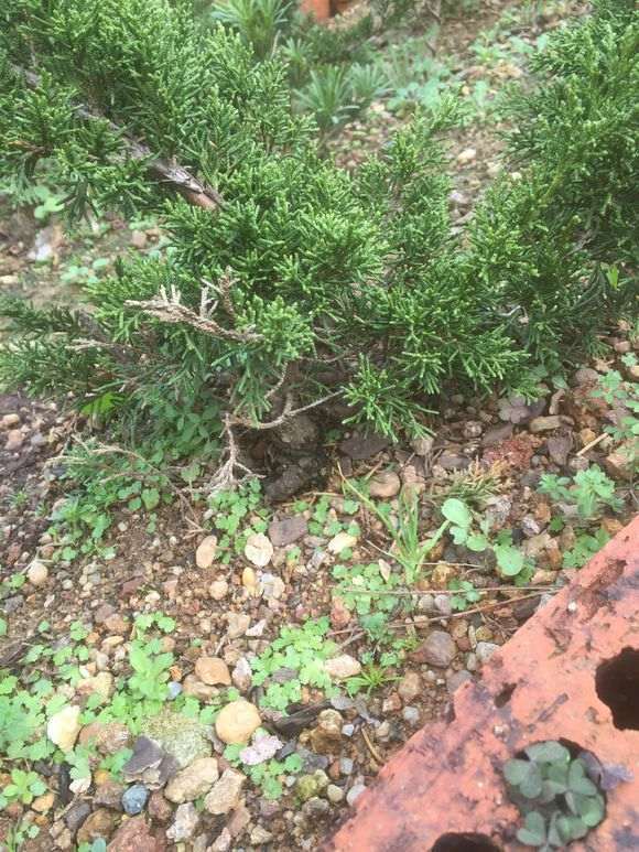 真柏下山桩素材 价格80元 贵吗 图片