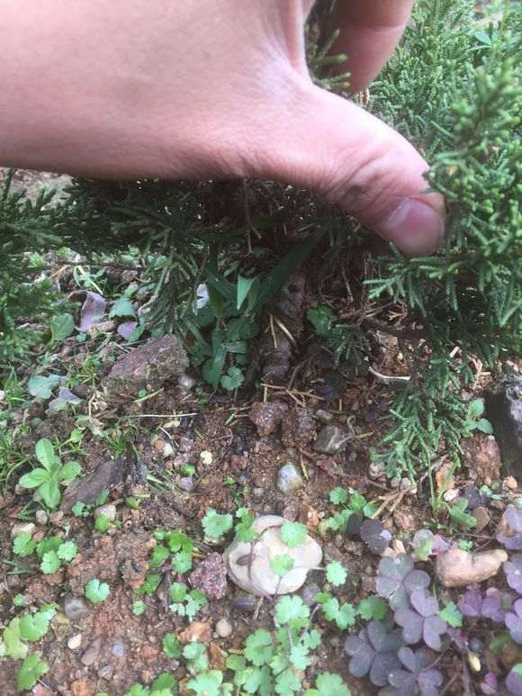 真柏下山桩素材 价格80元 贵吗 图片