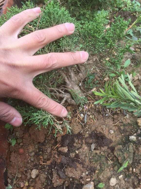 真柏下山桩素材 价格80元 贵吗 图片