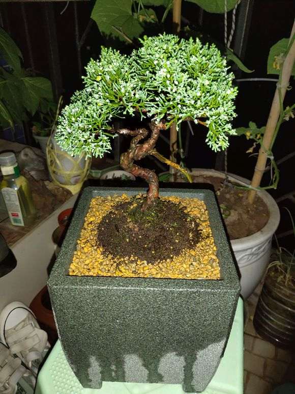 济州真柏下山桩是喜欢酸性或碱性土