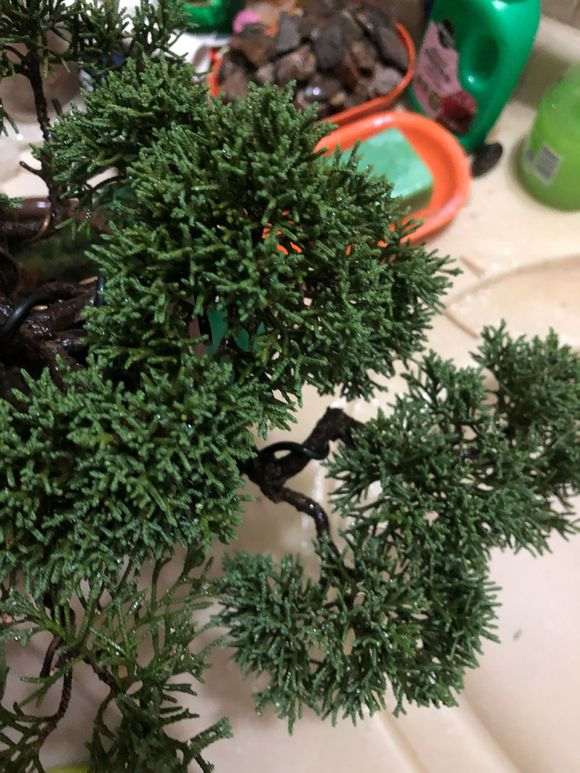 感觉真柏下山桩叶子发暗