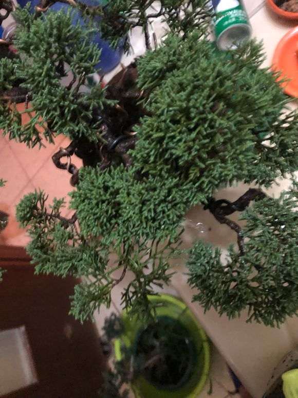 感觉真柏下山桩叶子发暗