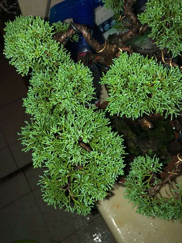 感觉真柏下山桩叶子发暗