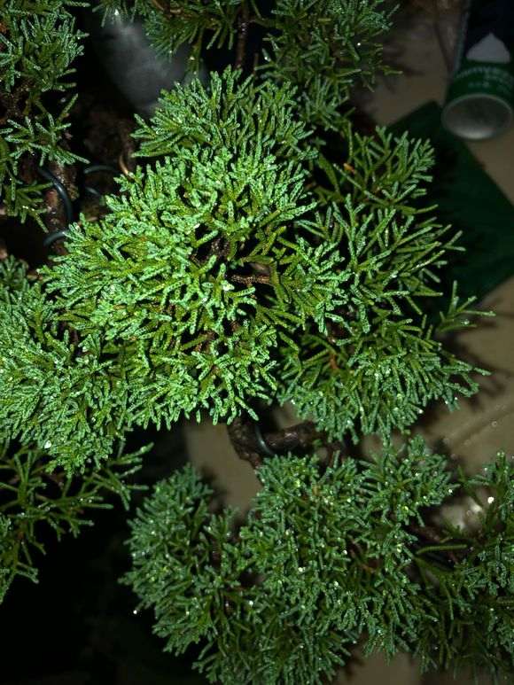 感觉真柏下山桩叶子发暗