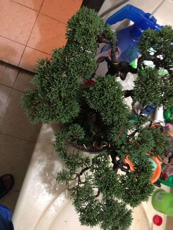 感觉真柏下山桩叶子发暗