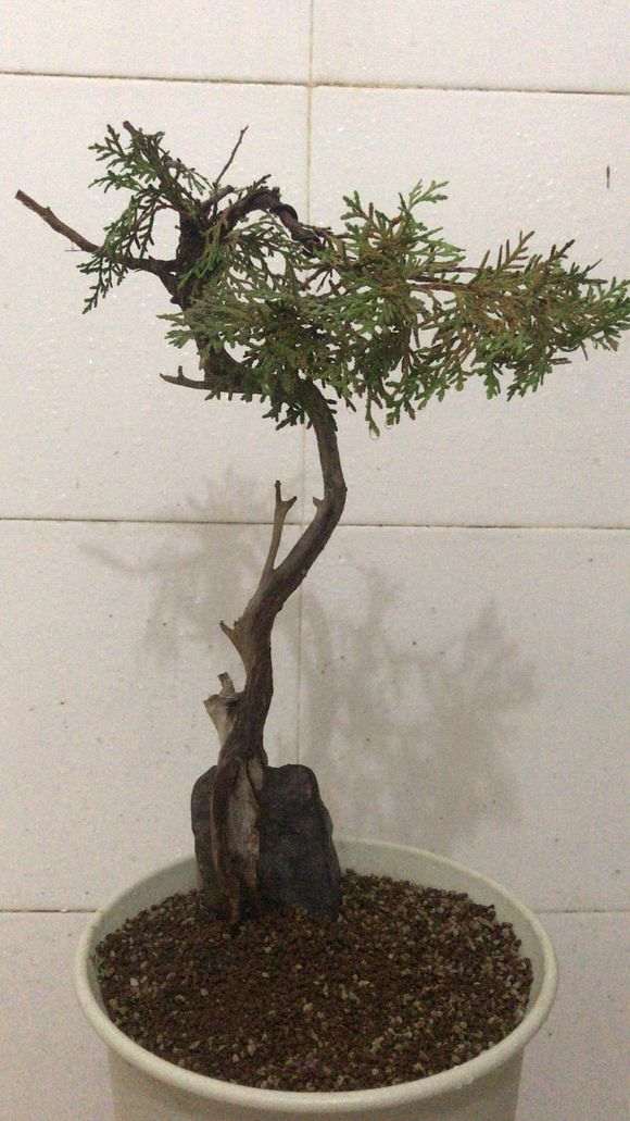 针柏下山桩的原土要不要去除再上盆