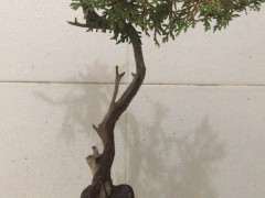 针柏下山桩的原土要不要去除再上盆 图片