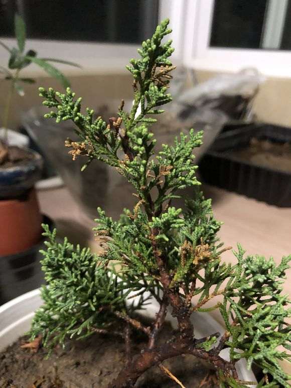 怎么控制真柏下山桩的浇水的方法