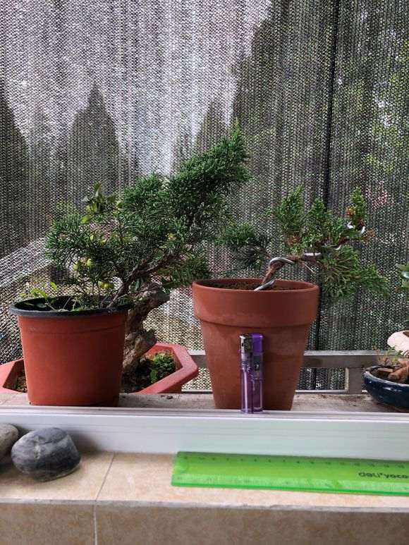 怎么控制真柏下山桩的浇水的方法