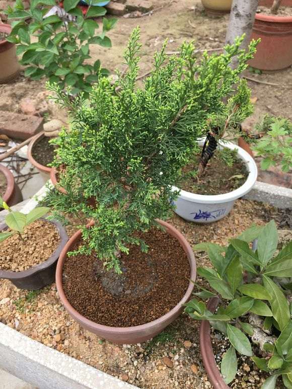 这是宫板还是八房真柏下山桩